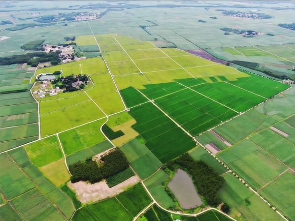 雷州市高標準農田建設項目工程形象1.jpg
